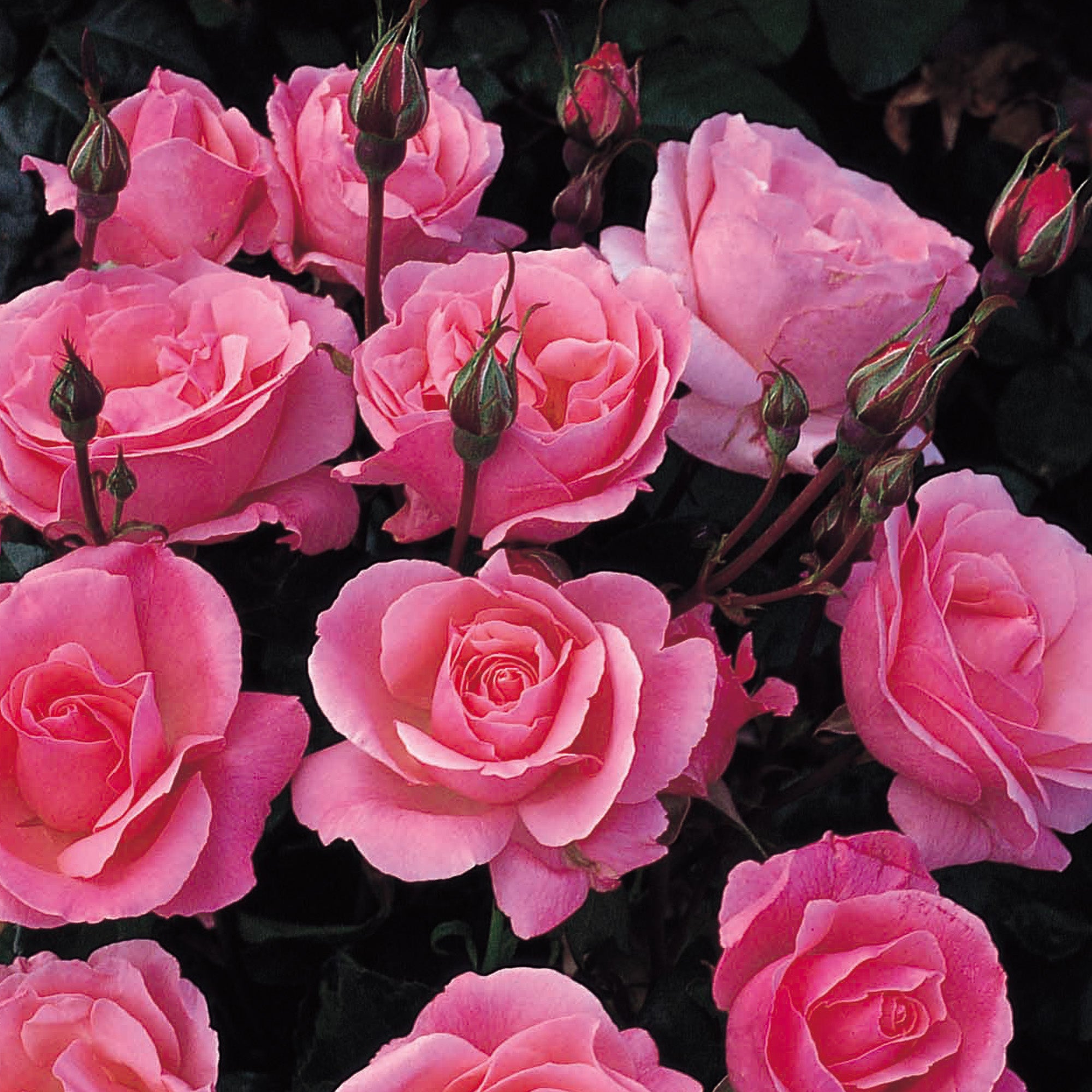 Rose 'Queen Elizabeth' (Floribunda Rose)