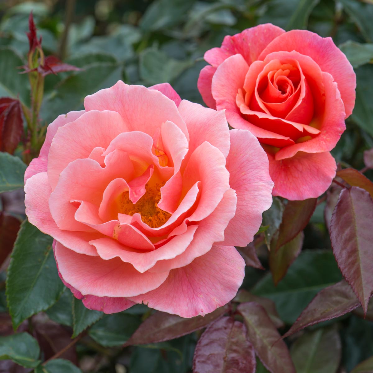 fragrant floribunda roses