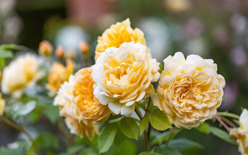 Bring Me Sunshine&reg; a yellow orange English rose