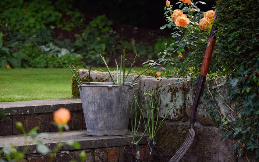 The Planet-Friendly Benefits of Bare Root Roses