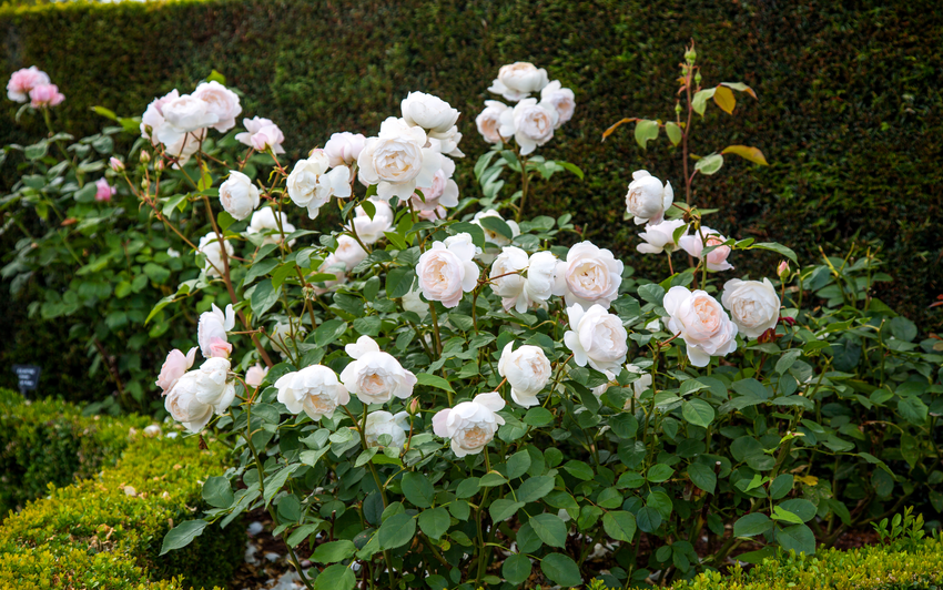 How far apart should shrub roses be planted