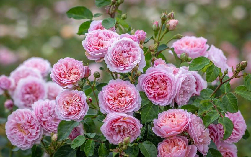 A love letter to roses: Tales of love through the ages