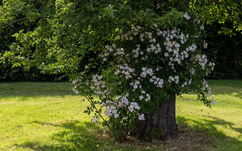 Francis E Lester rambling rose growing into a tree