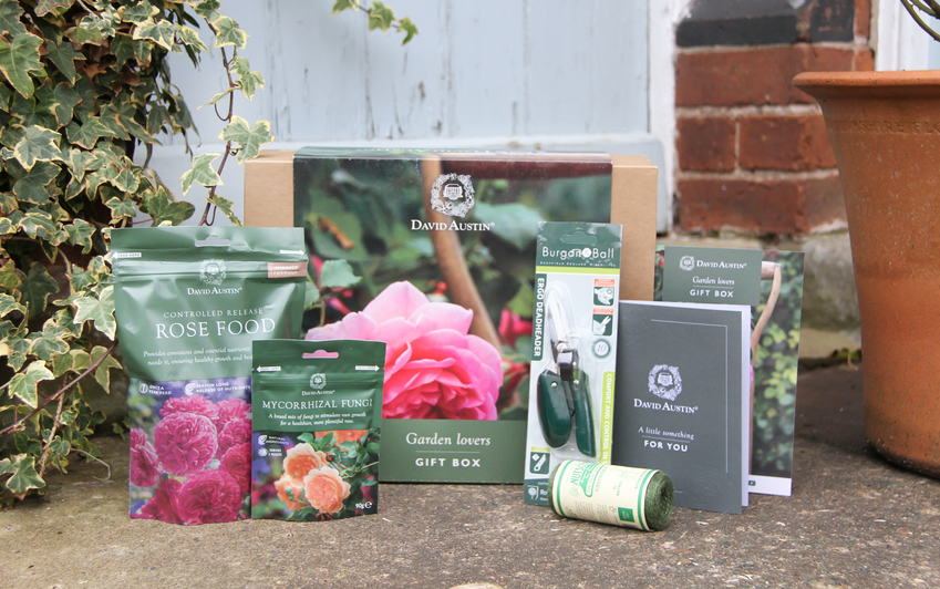 New! David Austin Roses Gift Boxes