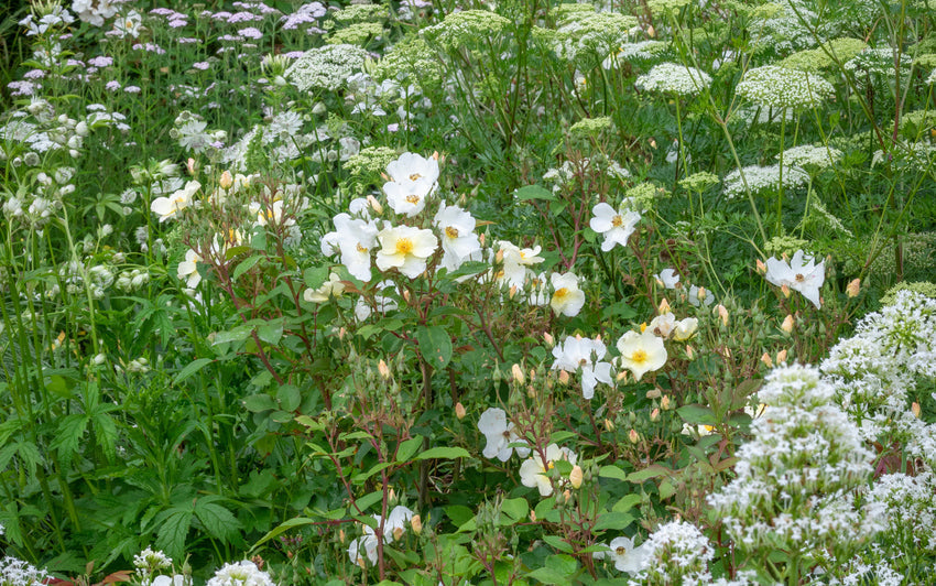 Creating a magical moon garden with English roses and white companion plants