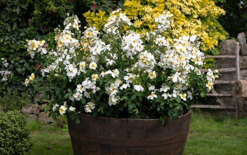 Kew Gardens planted in very large barrel