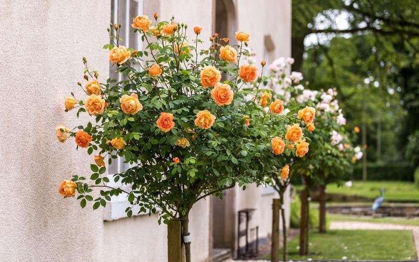 Lady of Shalott Standard rose