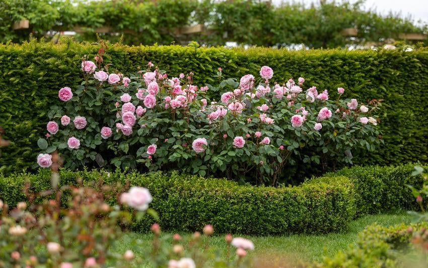 How to use Olivia Rose Austin® (Ausmixture) in different garden styles: cottage, modern, and formal