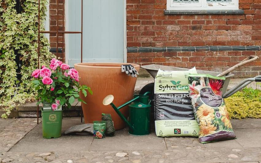 Planting a potted climbing rose in a pot