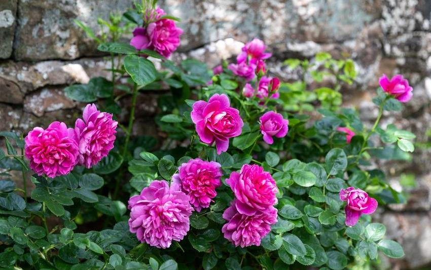 Princess Anne - rich pink English shrub rose