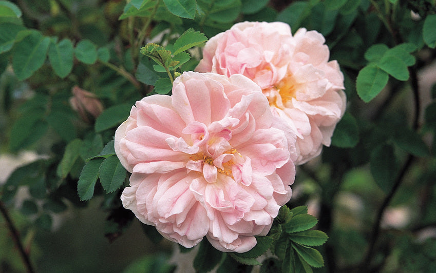 David C.H Austin’s love of Scottish roses and the rose that sparked his vision