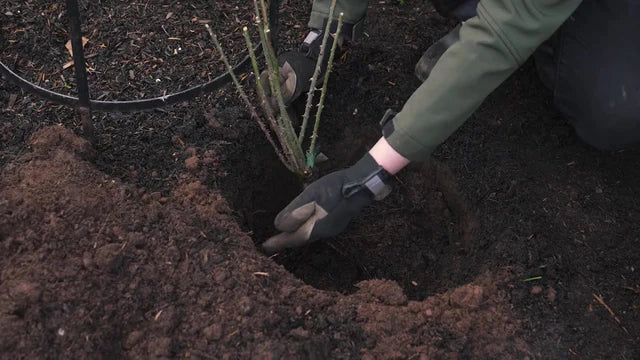 Planting bare root roses