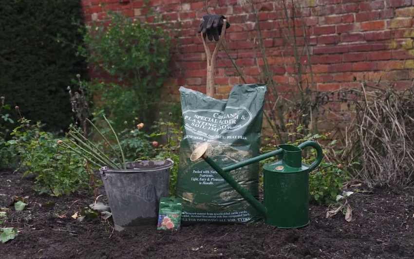 How to plant a bare root shrub rose