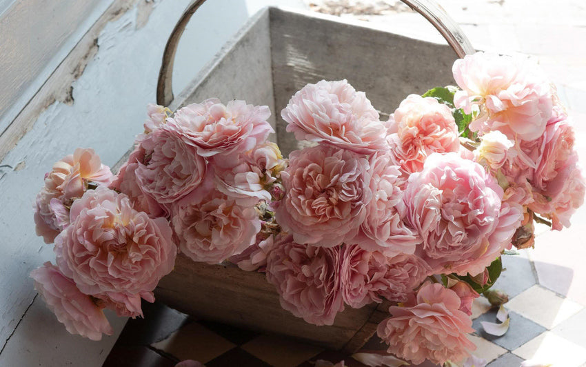 Eustacia Vye - pink and apricot English shrub rose