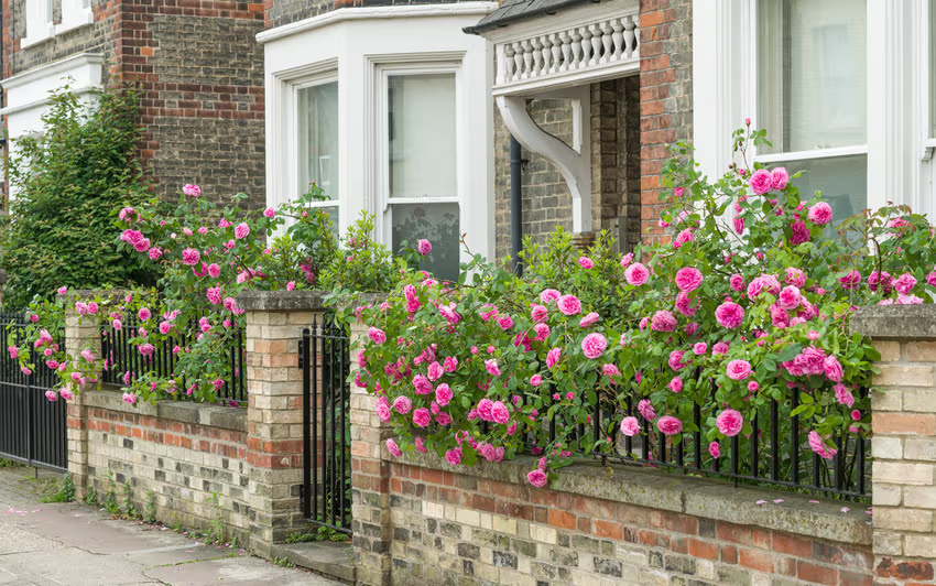 Gertrude Jekyll shrub rose grown as a hedge in a front garden