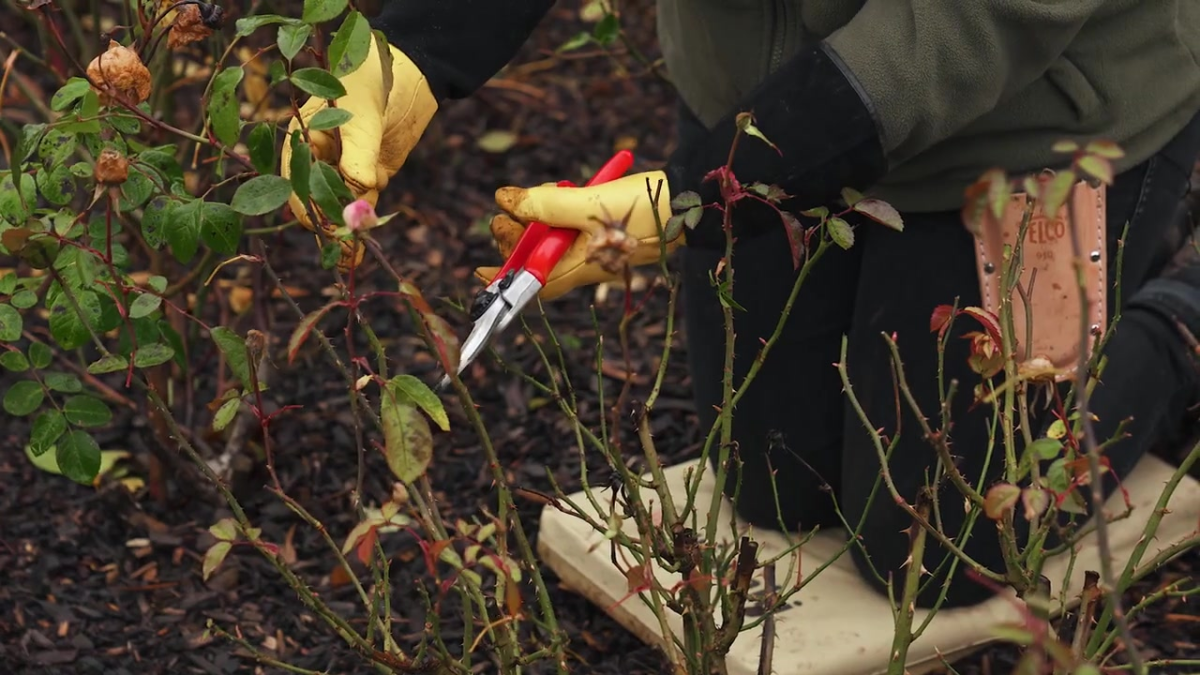 How to prune an English shrub rose