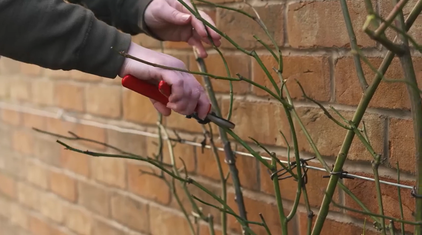 How to prune English shrub and climbing roses to maximise flowering