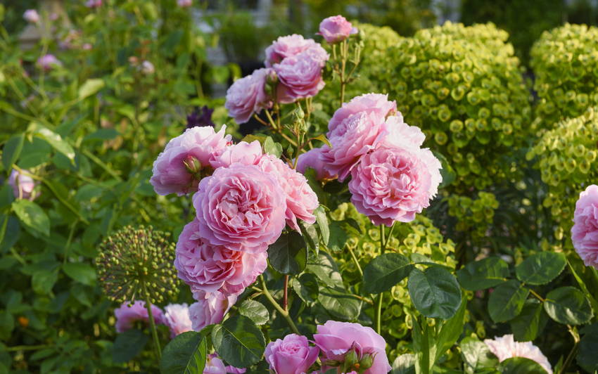 It's National Gardening Week