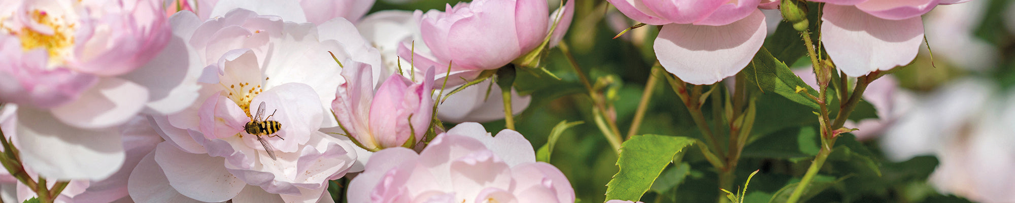 Bee Friendly Roses - David Austin Roses