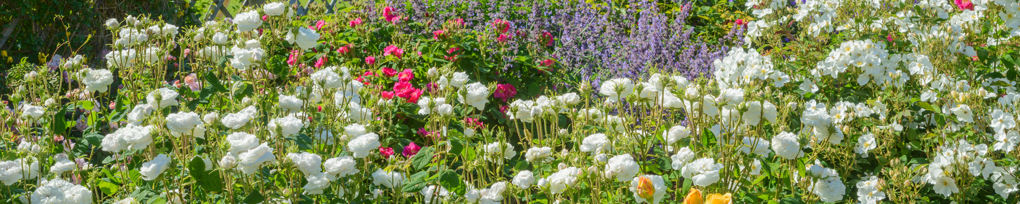 Damask Roses | David Austin Roses