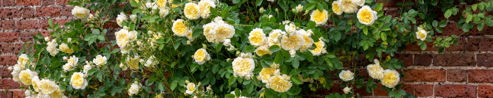 Roses ideal for Short Walls & Fences - David Austin Roses