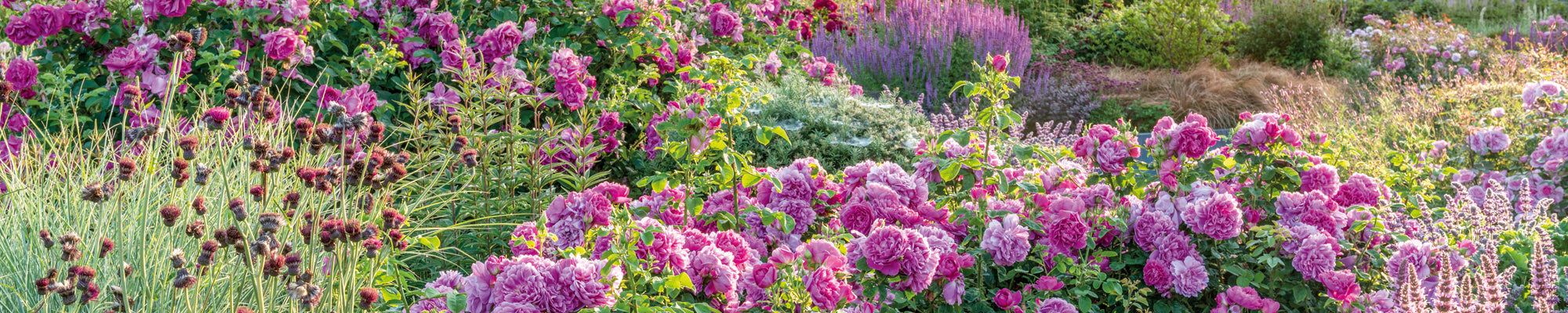 Windy, Wet & Exposed | David Austin Roses