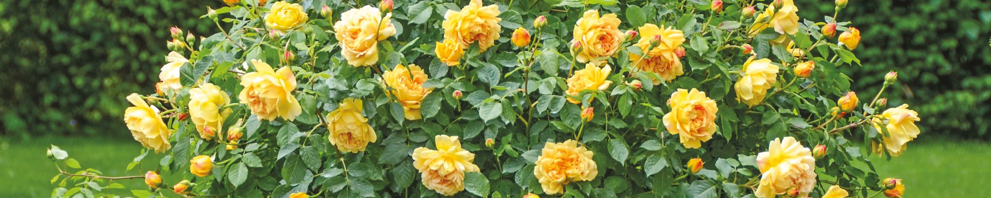 Golden Anniversary Gifts | David Austin Roses