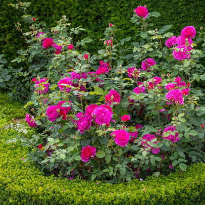 Gabriel Oak | English Shrub Rose | David Austin Roses