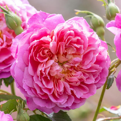 Emma Bridgewater | English Shrub Rose | David Austin Roses