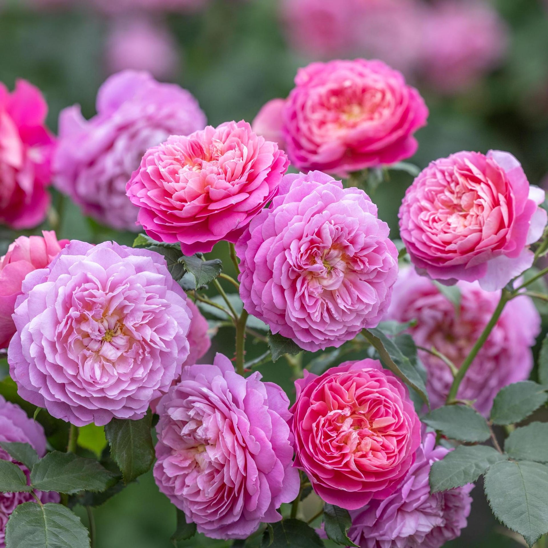 Emma Bridgewater | English Shrub Rose | David Austin Roses