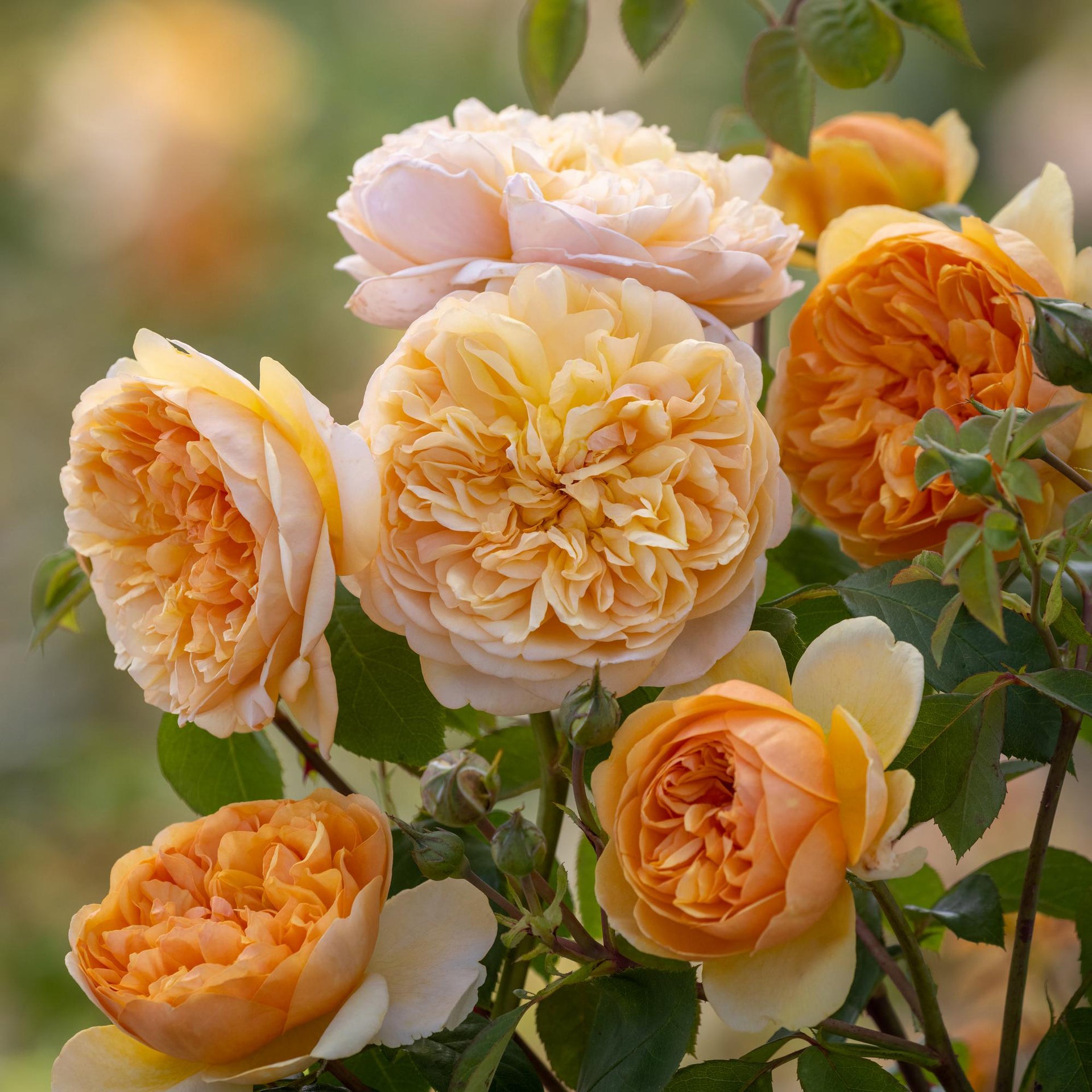 Bring Me Sunshine | English Climbing Rose | David Austin Roses