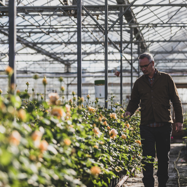 Pruning Workshops at David Austin Roses