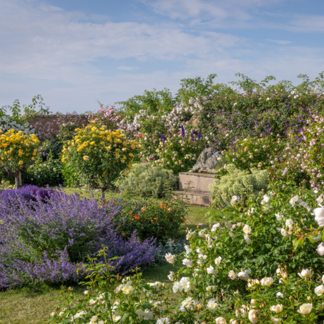 The Lion Garden, David Austin Roses, Shropshire