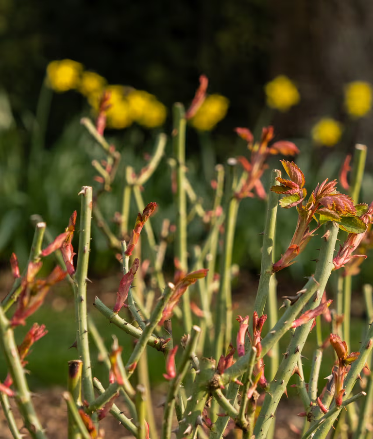 Pruning Workshops at David Austin Roses