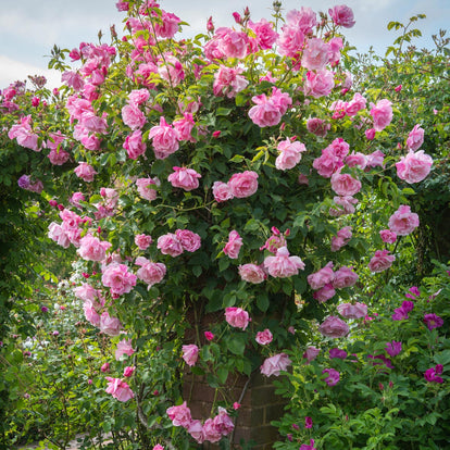 Mme. Grégoire Staechelin | Climbing Rose | David Austin Roses