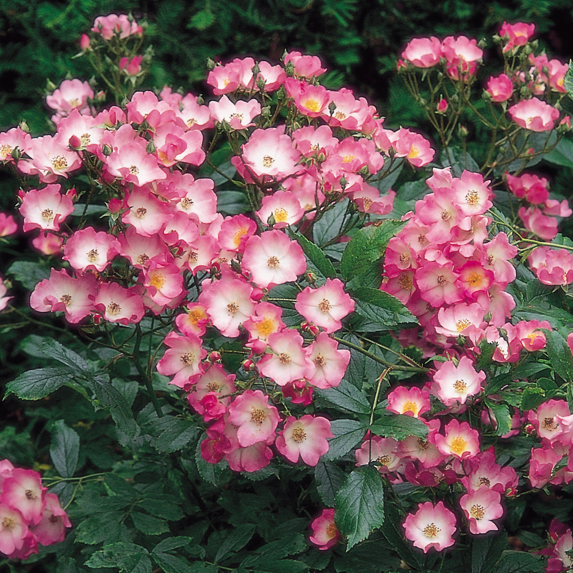 Ballerina | Standard Rose | David Austin Roses