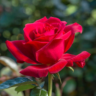 Royal William | Hybrid Tea | David Austin Roses