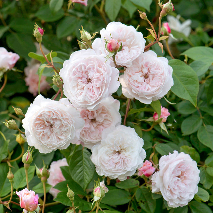 The Albrighton Rambler | English Rambling Rose | David Austin Roses