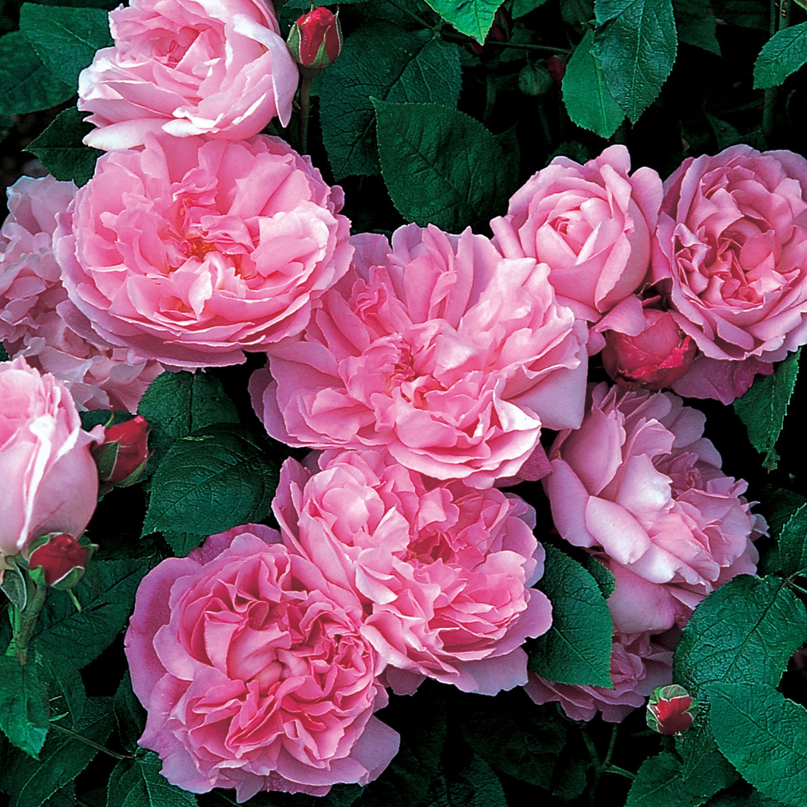 Mary Rose | English Shrub Rose | David Austin Roses