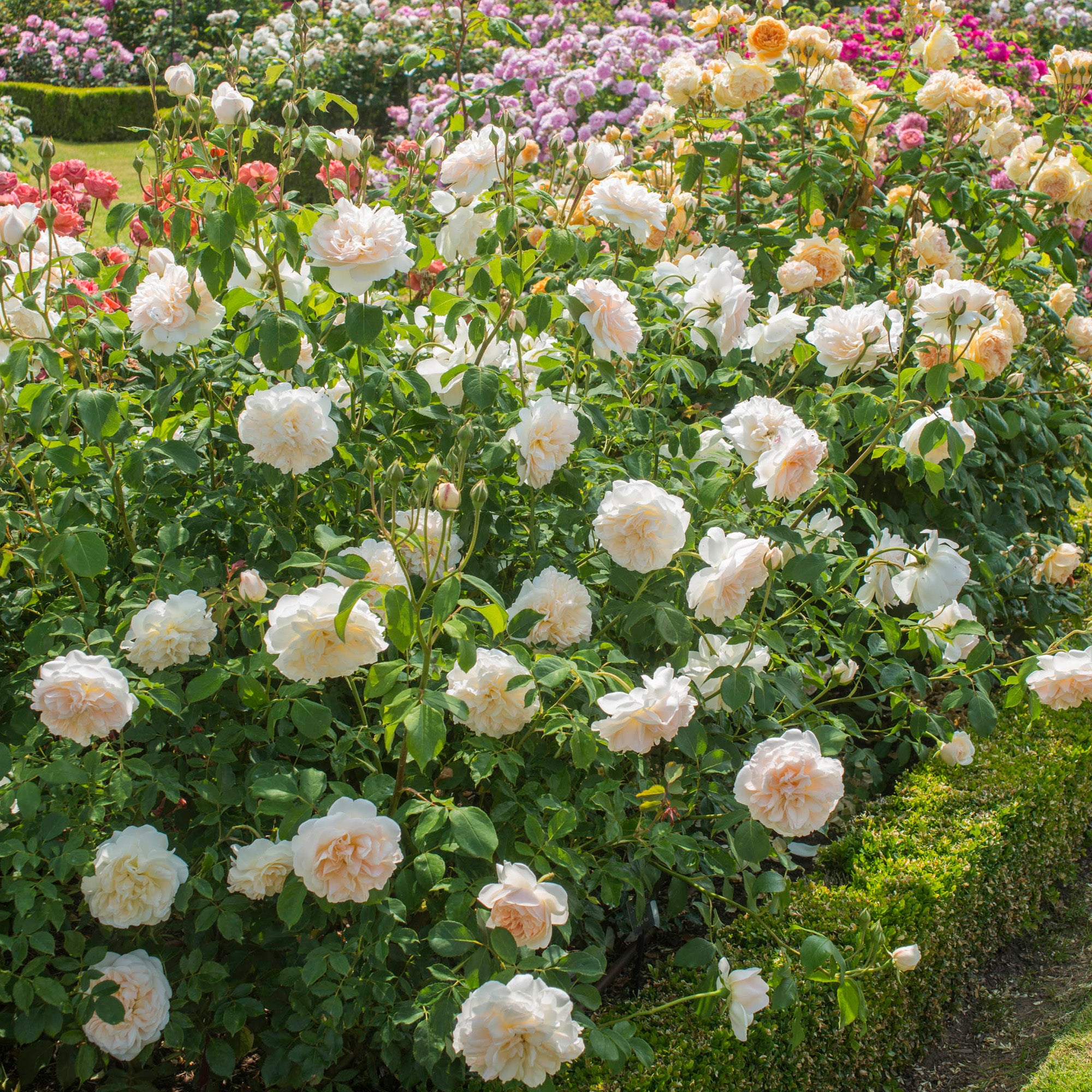 Lichfield Angel® 10 Rose Hedging Bundle