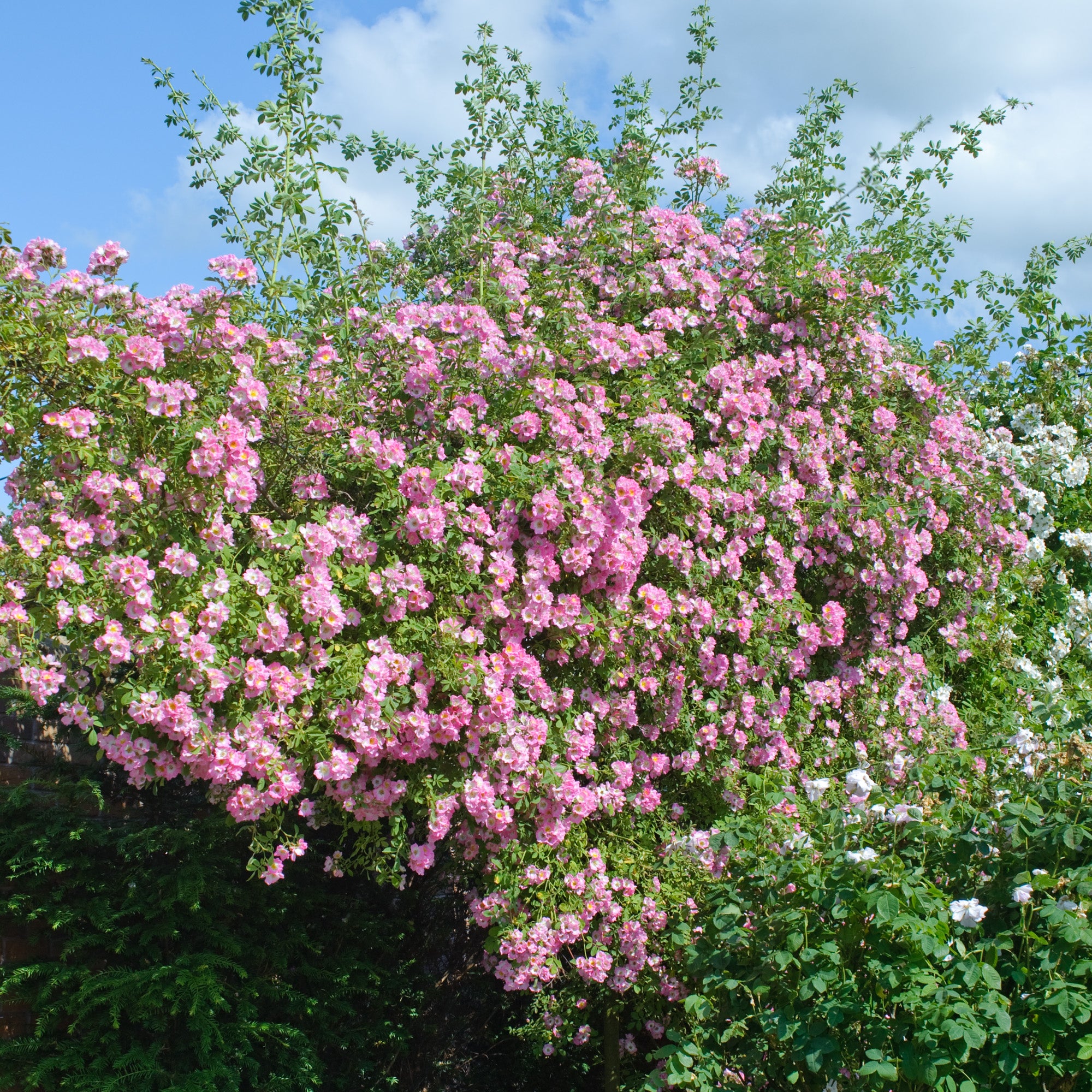 Kew Rambler