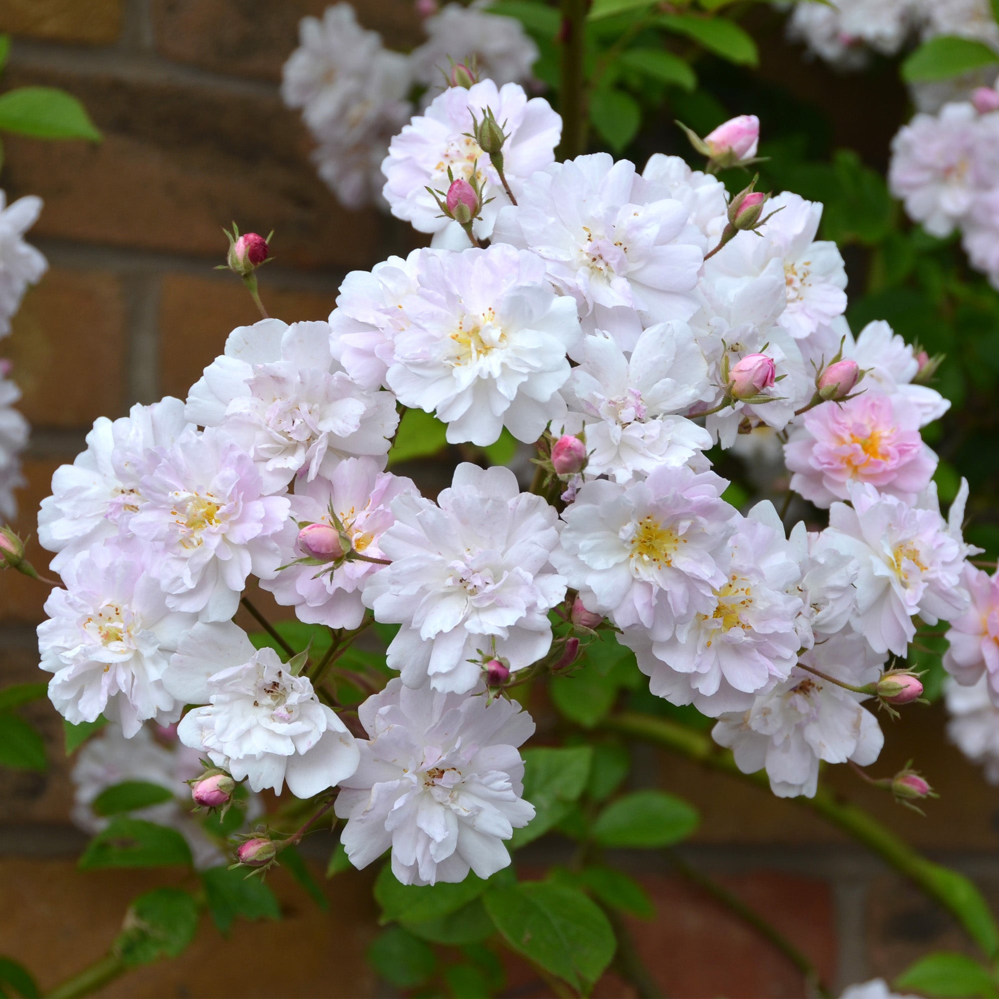 Paul's Himalayan Musk