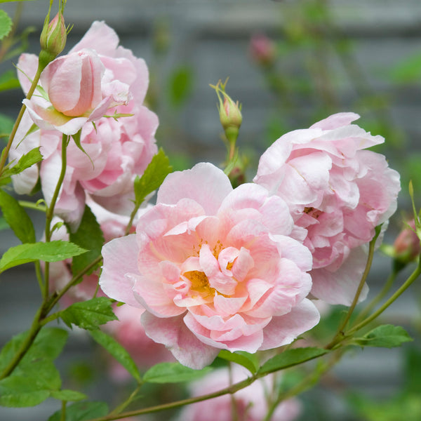 Windflower | English Shrub Rose | David Austin Roses