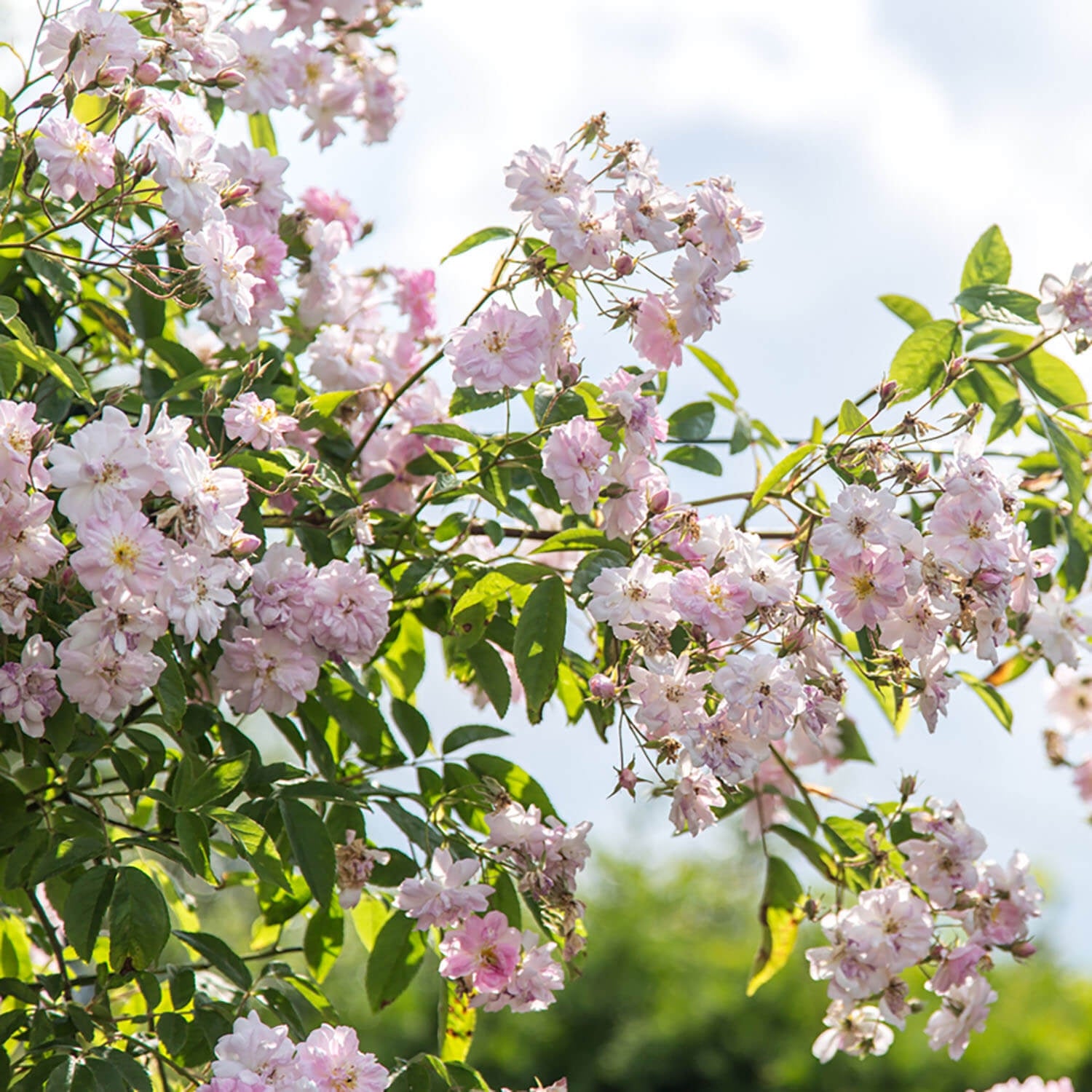 Paul's Himalayan Musk