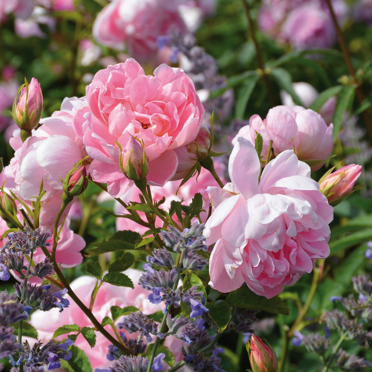 Windflower | English Shrub Rose | David Austin Roses