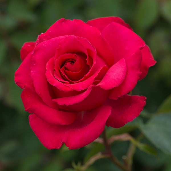 Dizzy Heights | Climbing Rose | David Austin Roses