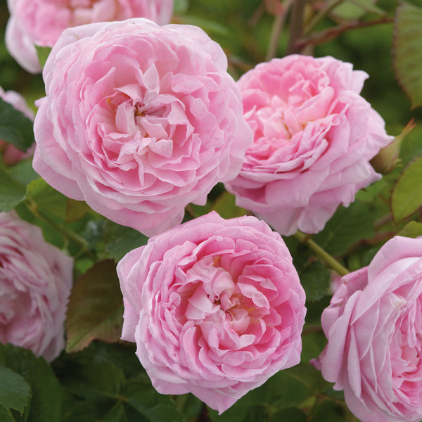 Queen Anne | English Shrub Rose | David Austin Roses