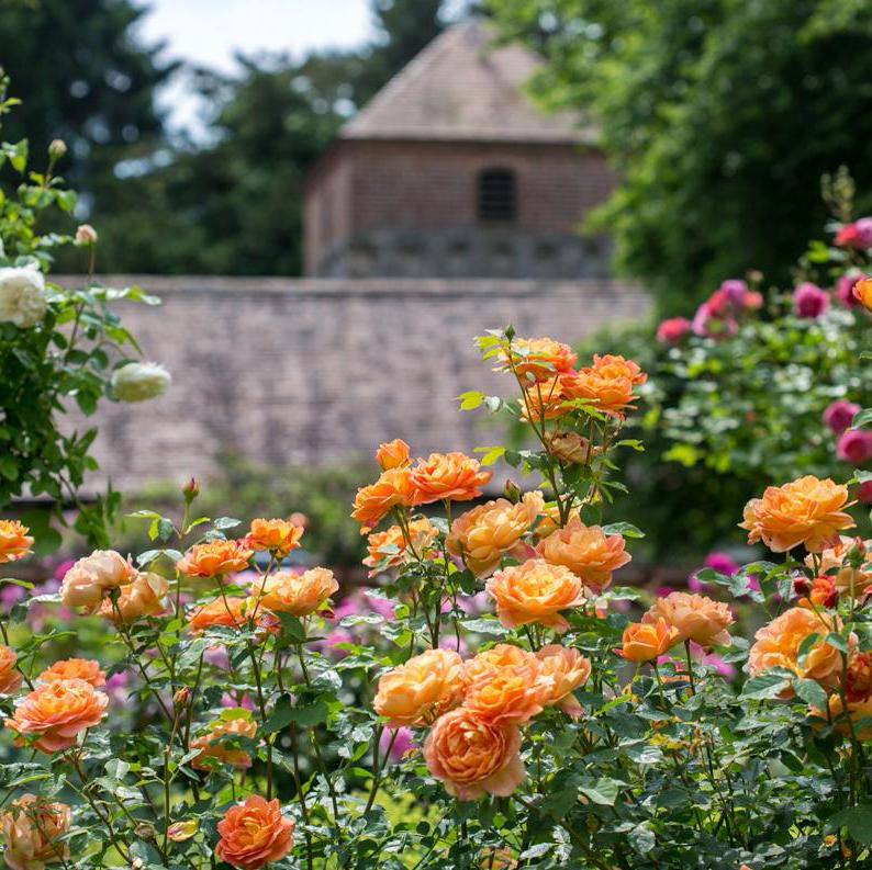 Lady of Shalott®