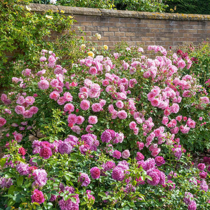 Hyde Hall | English Shrub Rose | David Austin Roses