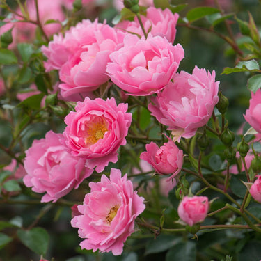 Surrey | Ground Cover Rose | David Austin Roses